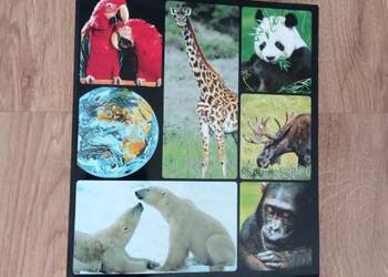 Encyklopedia zwierząt od A do Z w segregatorze