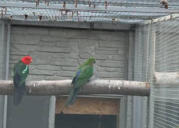 Szkarłatki królewskie para