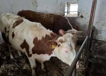 Jałówki wysoko cielne – wycielenia styczeń–luty