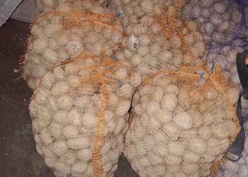 Ziemniaki do sadzenia