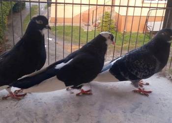 Gołębie-rollery Birmingham, akrobatyczne.