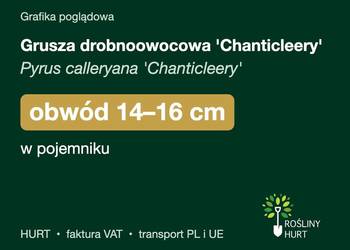 Grusza drobnoowocowa 'Chanticleery' obwód 14-16 cm, w pojemniku – HURT