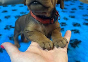 Pinczer średni niemiecki Fédération Cynologique Internationale FCI ZKwP