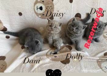 Wyjątkowe kocięta brytyjskie