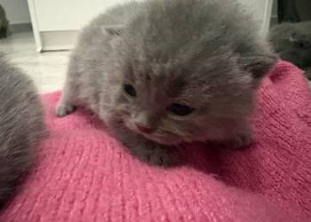 Kot brytyjski krótkowłosy niebieski z rodowodem