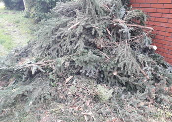 @ ŚWIEŻE gałęzie świerkowe do wiązanek,wieńców lub na opał