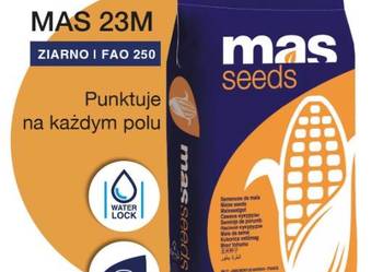 Nasiona kukurydzy MAS 23M
