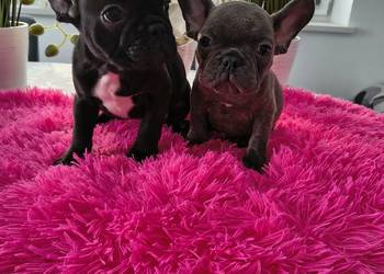 Buldogi francuskie niebieskie