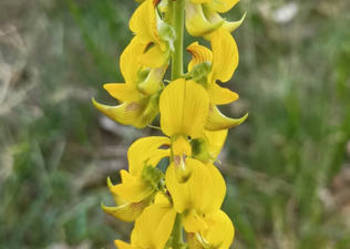KROTOLARIA RÓZGOWATA Crotalaria juncea NASIONA 230 sztuk - 10g.