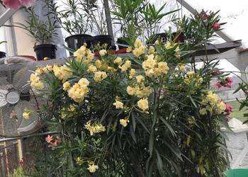 Oleander
