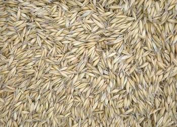 Owies po czyszczalni paszowy worki bb lub luz Owies po czyszczalni paszowy worki bb lub luz