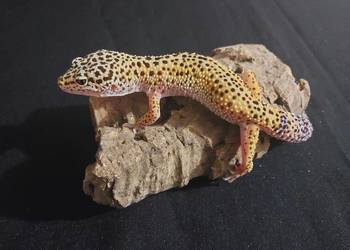 Gekon lamparci , gekony lamparcie samice