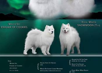Szczeniaki Samoyed ZKwP/FCI po championach!