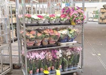 Wózki duńskie CC Wózek kwiatowy. Używane