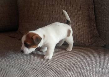 Piesek Jack Russell Terrier FCI ZKwP-Wrocław