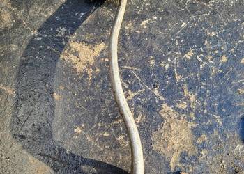 STOPKA BIEGÓW NSU MAX FOX LUX