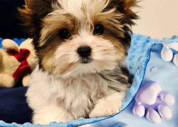 Biewer York piesek laleczka malutki Yorki do odbioru