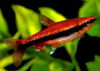 Drobnoustek Beckforda - Nannostomus beckfordi - WYSYŁKA