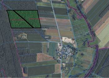 SPRZEDAM LAS 7,79 ha – DZIWY, GM. LUBOWIDZ – SOSNA 68 LAT