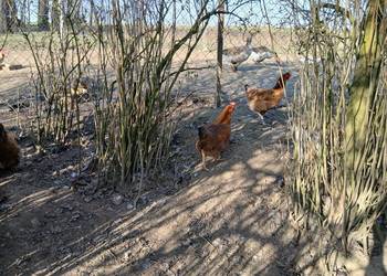Kury duże z jajkiem I kogut czubatek staropolski