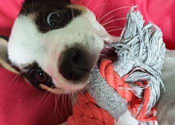 Jack russell terrier ostatnia sunia