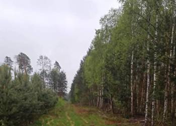 Brzoza pocięta, łupana.