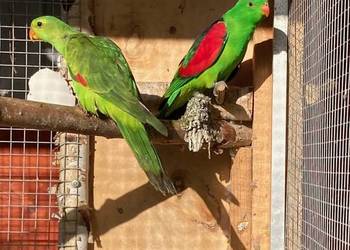 Krasnopiórki czerwonoskrzydłe rudosterki nimfy aleksandretty