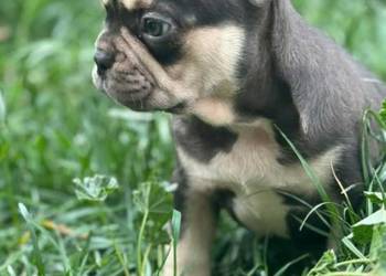 Buldog francuski czekoladowa sunia