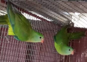 Barabandy - księżniczki tarczowe