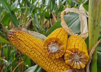 Materiał siewny kukurydza MAS 23M FAO 250