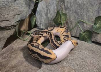 PYTON KRÓLEWSKI PIEBALD