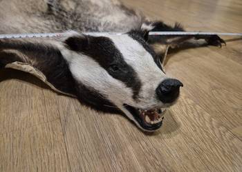 świeża skóra z borsuka