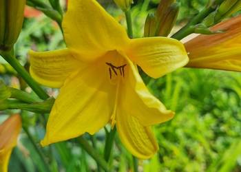 Liliowiec wczesny majowy