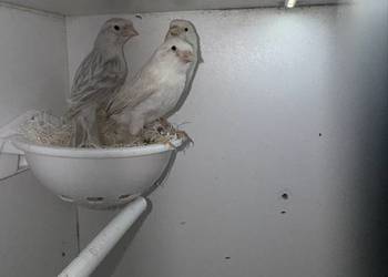 Kanarki biało-srebne