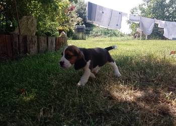 Sprzedam szczeniaka rasy Beagle