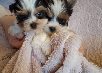 Sprzedam sunie Yorkshire Terrier Bewer