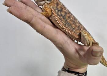 Agama Brodata rożne odmiany barwne w roznym wieku