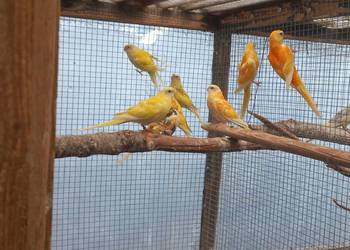 Świergotki seledynowe dorosłe i młode