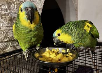 Amazonka xantoperix ręcznie karmiona