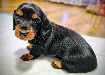 Jamniczek długowłosy