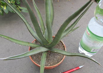 Mrozoodporna agawa do -18 °C - Agave funkiana - ponad 10-letnia