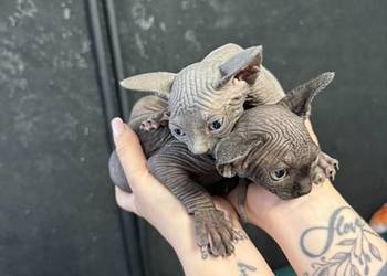 Sfinks