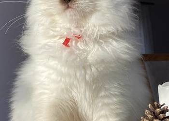 Kotka hodowlana ragdoll gotowa do odbioru