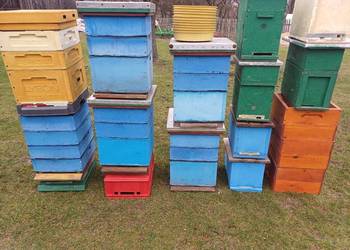 Ule wielkopolskie 10 ramkowe