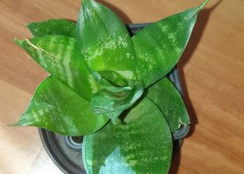 Sansewieria, wysokość 15cm, sansa, sukulent