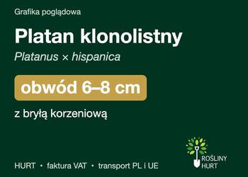 Platan klonolistny (Platanus × hispanica) obwód 6-8 cm, z bryłą – HURT