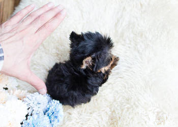 DOVE MINI,MICRO CUDEŃKA YORKSHIRE TERRIER