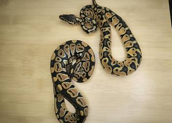 Promocja! Pyton królewski Para nr 2