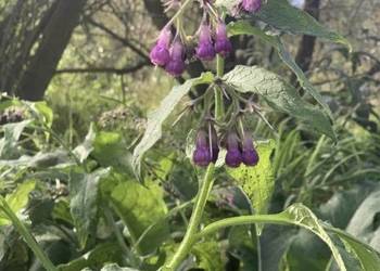 Sadzonki żywokostu Sadzonki żywokostu