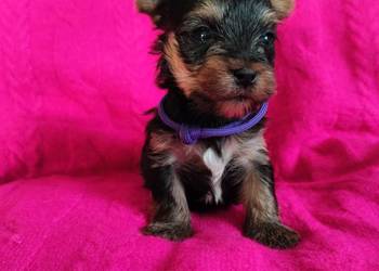 Szczenięta Yorkshire terrier do rezerwacji
